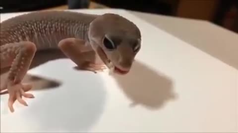 Gecko peeling skin to replace new skin like