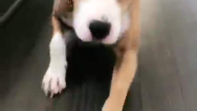 Funny dogs