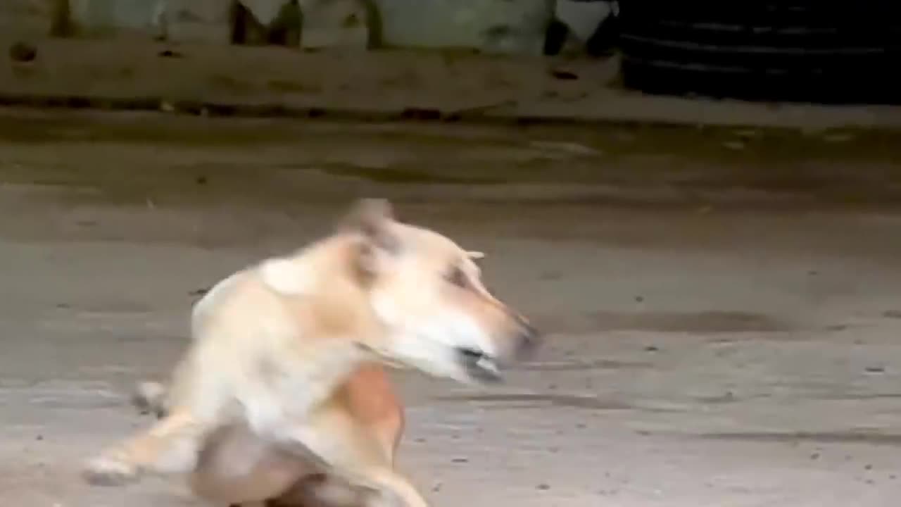 troll dog prank