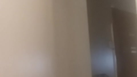 High Flying Kitty..