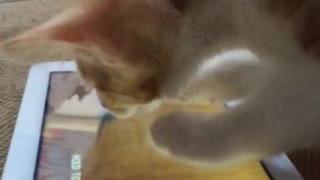Cat plays game on tablet