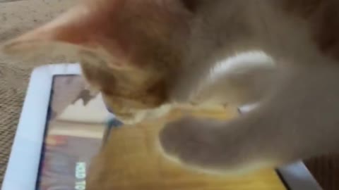 Cat plays game on tablet