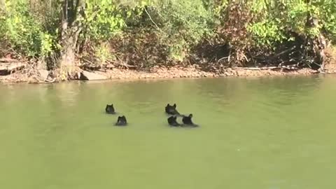 Bear Family Goes for A Swim