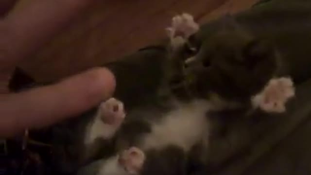 funny cat so cute and fun