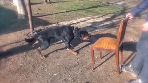 12 most illegal dog breeds in action ( MUST WATCH ) !!!!