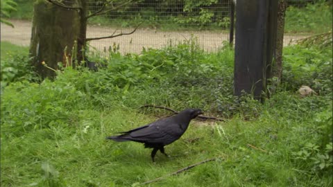 The Raven: Stealing, Spying and Bluffing | Extraordinary Animals | BBC Earth