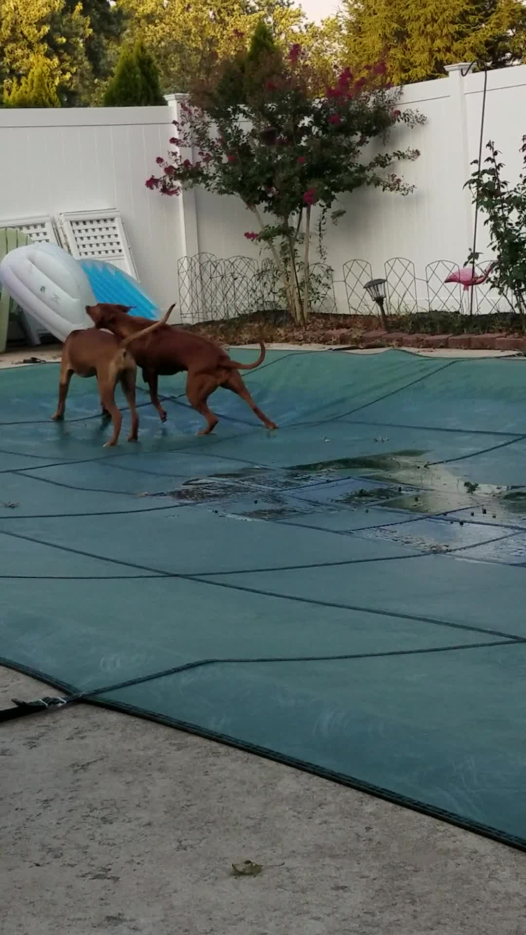 Rhodesian Ridgeback - More Pool Cover Play