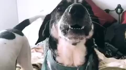 Black and white dogs barking constantly on top of bed