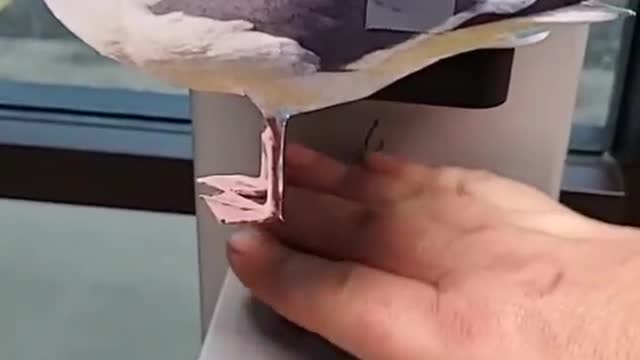 Funny work sanitizer video.