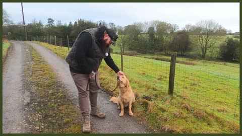 How to stop your dog pulling on the leash