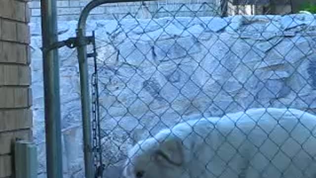 smart dog watch now