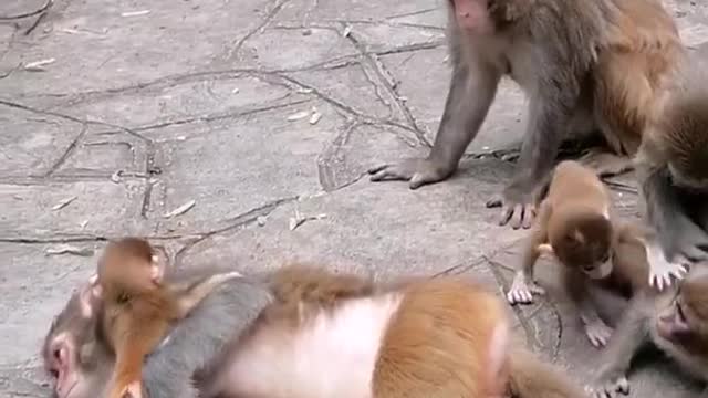 Monkey Family It seem freedom