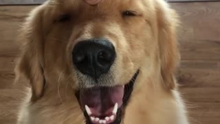 Golden Retriever thoroughly enjoys head scratches