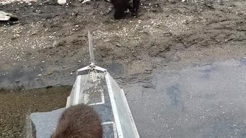 Curious Cubs Investigate Man in Hammock