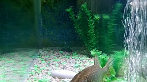 PIKE AQUARIUM вечерние атаки щуки....