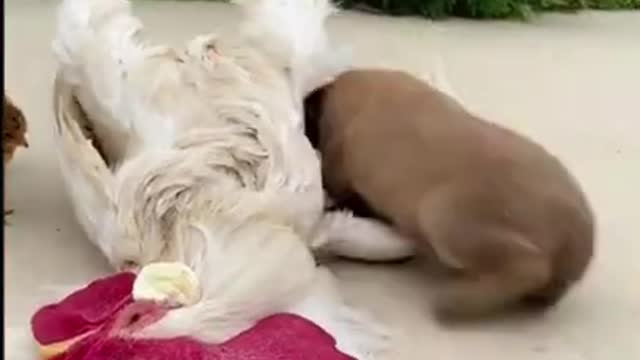 cute puppies sleeping with a rooster