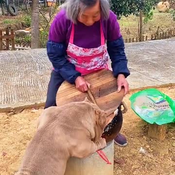 Dog Funny video|Cute dog|Beautiful Dog