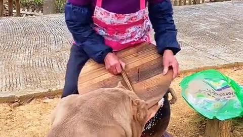 Dog Funny video|Cute dog|Beautiful Dog