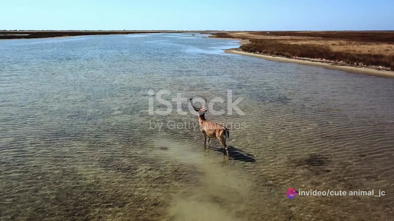 Swamp Secrets: The Mysterious Lives of Jungle Wetland Inhabitants