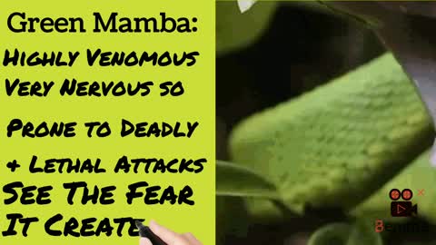 Green Mamba, The Fear It Inspires.