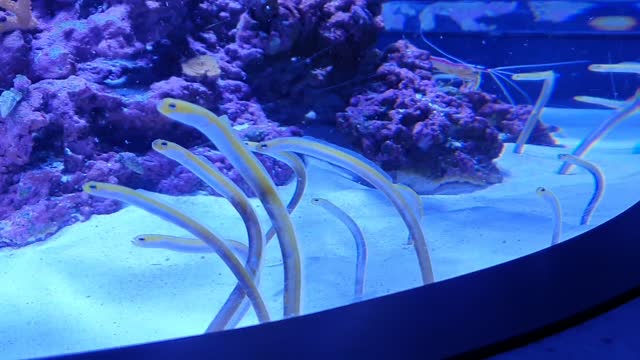 Garden eels are enjoying water flow