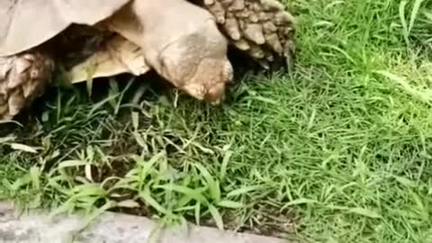 tortoises