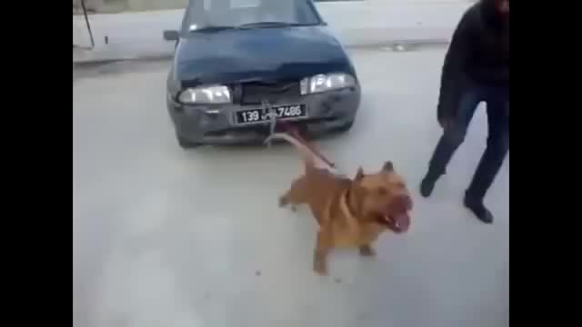 funny dogs compilation - pitbull