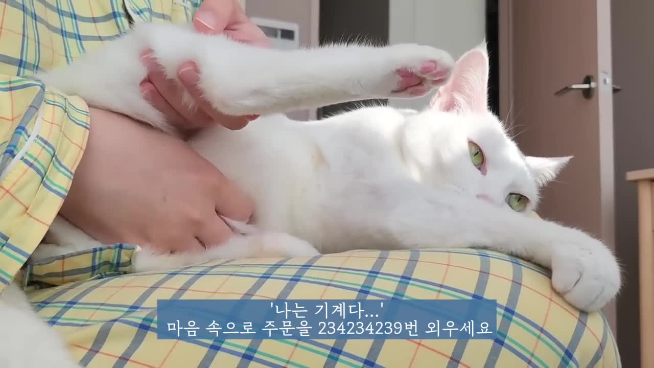 고양이는 싫다는 표현할 때 진짜 귀엽습니다ㅋㅋㅋㅋㅋㅋㅋㅋ