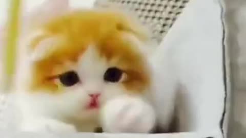 Funny Cats Compilation 2021