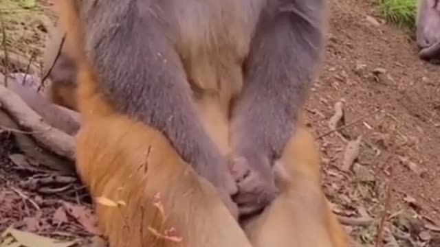 Laughing monkey