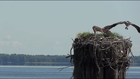 This falcon