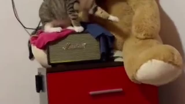 Cats wondering the Bear Ear funny cats funny cat videos black cat
