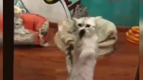 cute cat makes you laugh