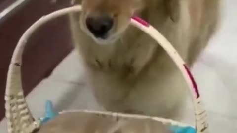 Cute dog carries her child using a basket