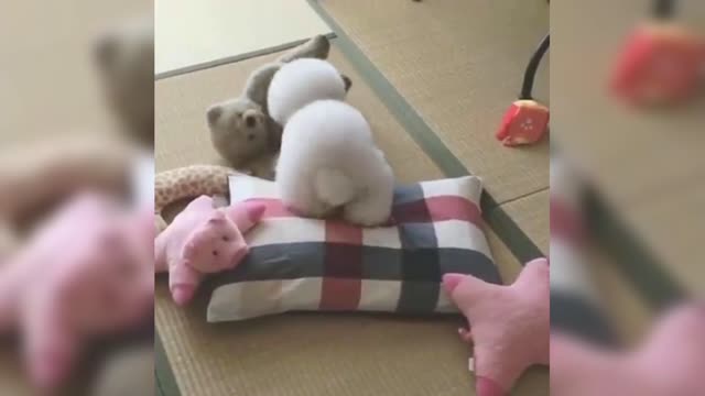 The poodle wanted to sleep on the bear, but he ran away