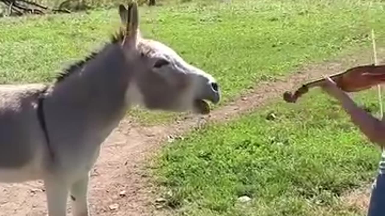 Funny donkey