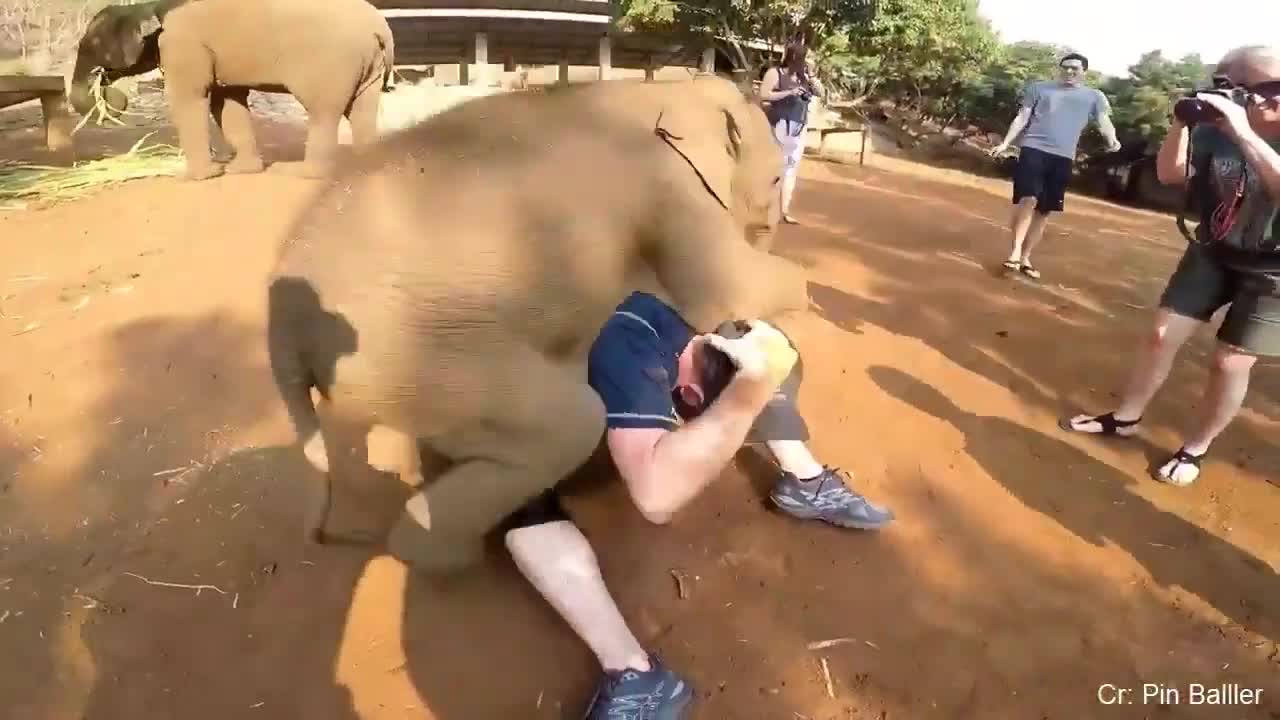 Cute baby elephant just want's to play