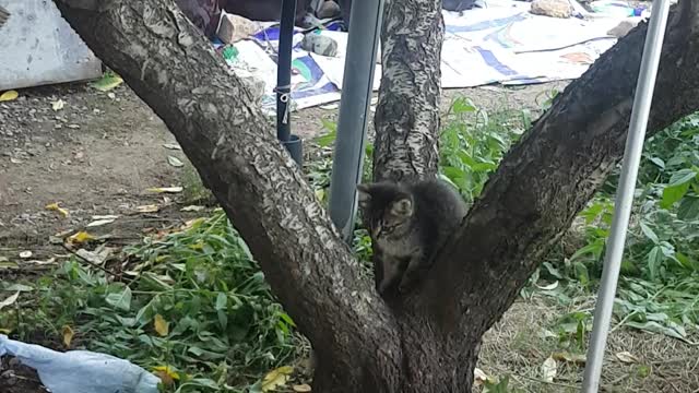 The baby cat rides the tree for the first time