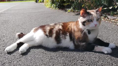 My cat sweet video morning walk 😂💞