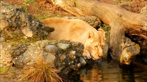 Watch a lion drinking from the river is wonderful