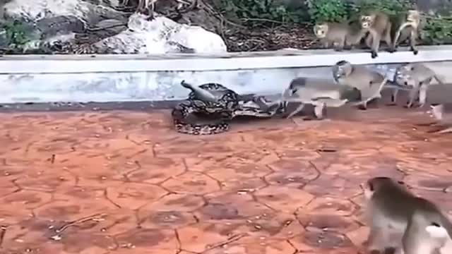 A herd of monkeys trying to save their mate somehow