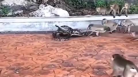 A herd of monkeys trying to save their mate somehow