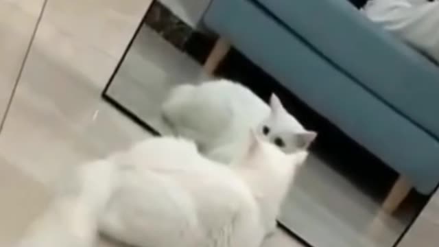 Cute cats seeing themselves in the mirror