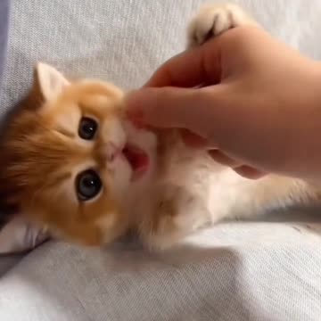 Cute Cat Video And Kittecat Video
