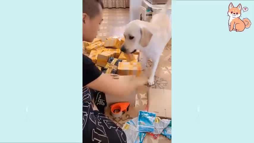 Funny dogs videos laugh