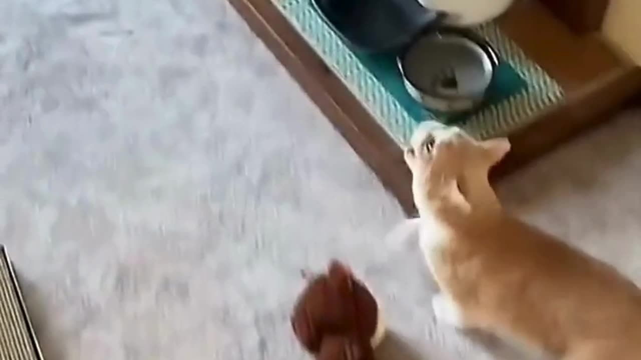 Funniest Cats Compilationš¹ #cats #shorts #viral #pets #reels