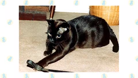 Bombay Cat VS. Burmese Cat