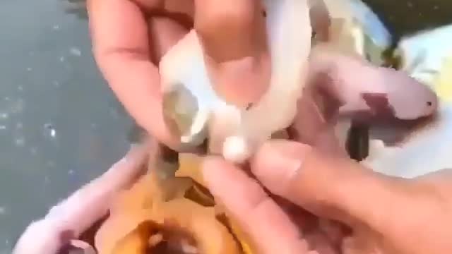 This is a beautiful and charming water-dwelling species