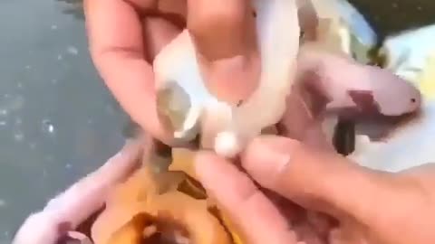 This is a beautiful and charming water-dwelling species