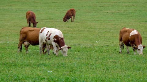 Cow eating grass